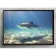 Quadro Decorativo Tubar�o no Mar