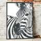 Quadro Decorativo Zebra com Fundo Branco