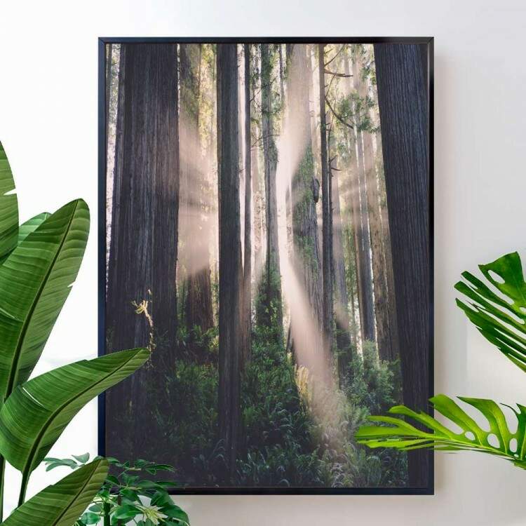 Quadro decorativo - Floresta 17