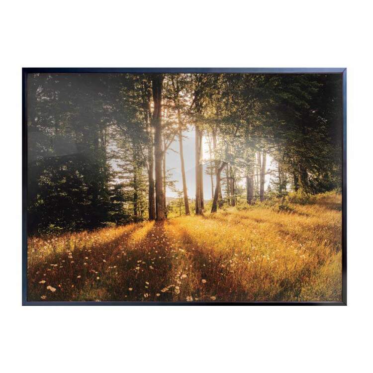 Quadro decorativo - Floresta 2
