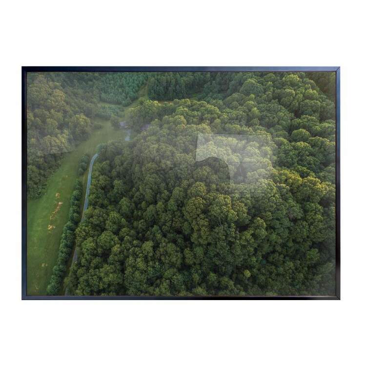 Quadro decorativo - Floresta 22