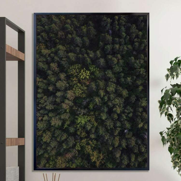 Quadro decorativo - Floresta 24