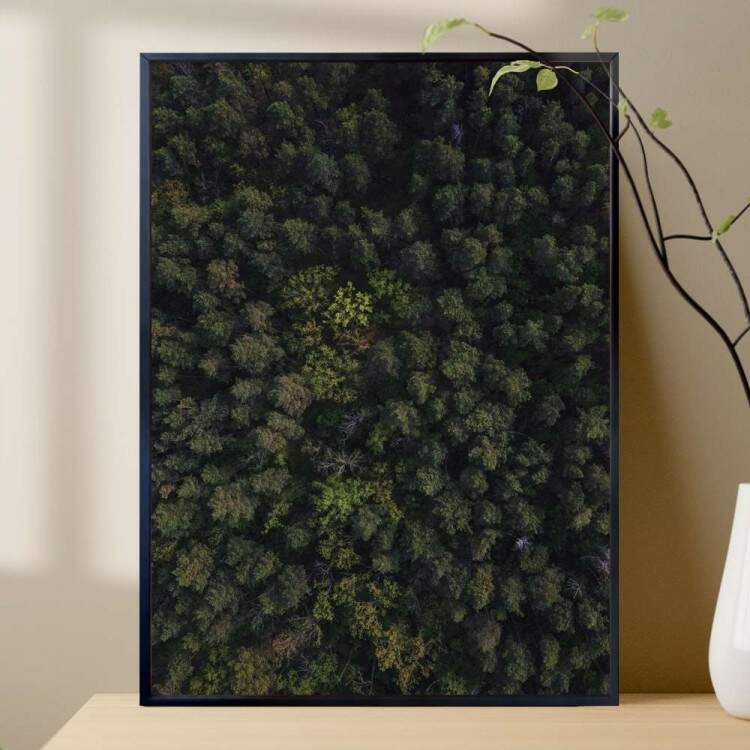 Quadro decorativo - Floresta 24