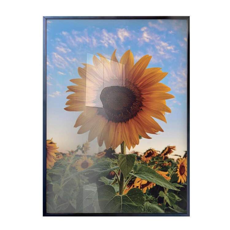 Quadro decorativo - Floral Girassol em Campo