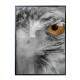 Quadro Decorativo Olhos De Aguia