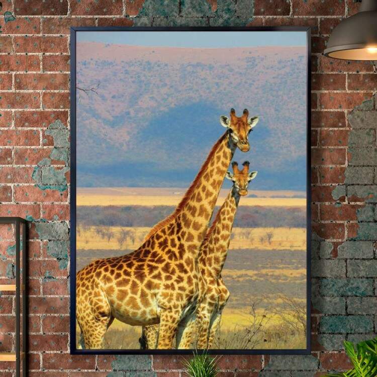 Quadro Decorativo Animais Duas Girafas