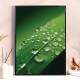 Quadro Decorativo Gotas De Agua Na Folha