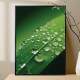 Quadro Decorativo Gotas De Agua Na Folha