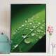 Quadro Decorativo Gotas De Agua Na Folha