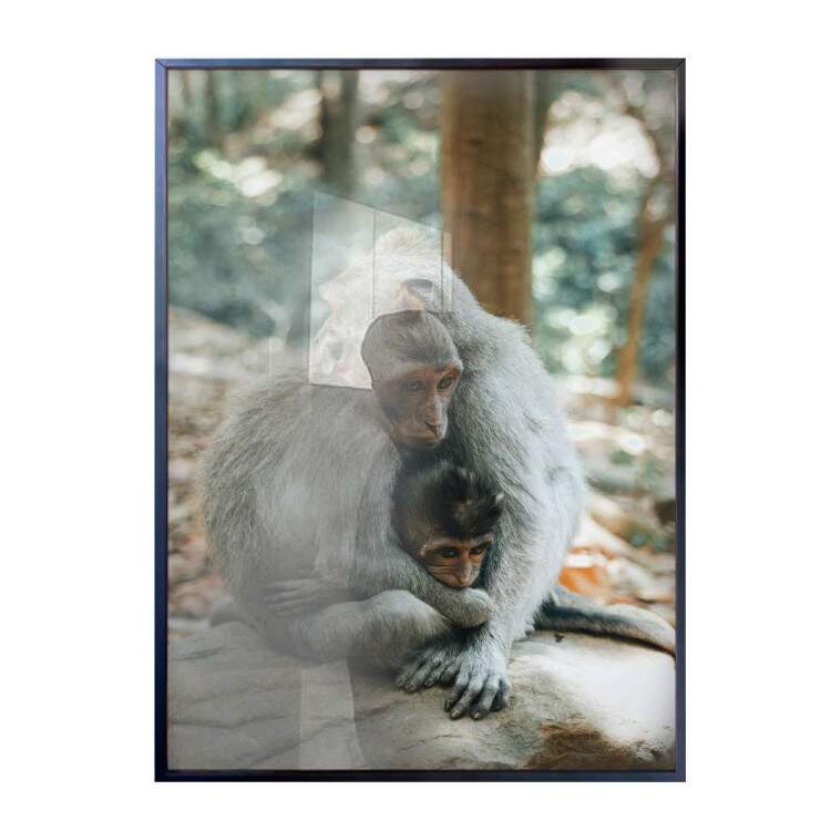 Quadro Decorativo Animais Macacos Se Abraando