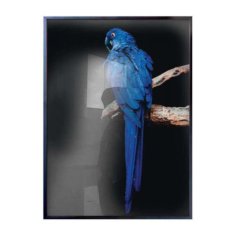 Quadro Decorativo Arara Azul Em Cima Do Galho