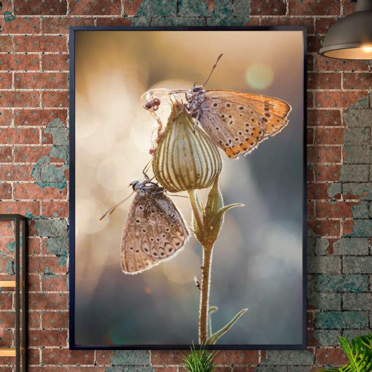 Quadro Decorativo Borboleta Lycaena hippothoe