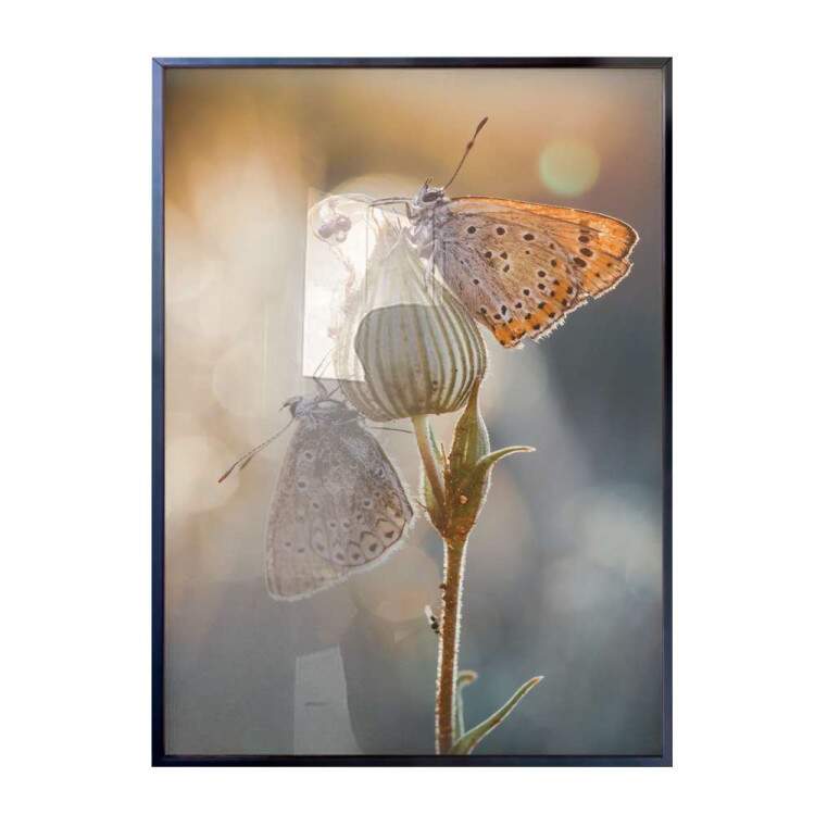 Quadro Decorativo Borboleta Lycaena hippothoe