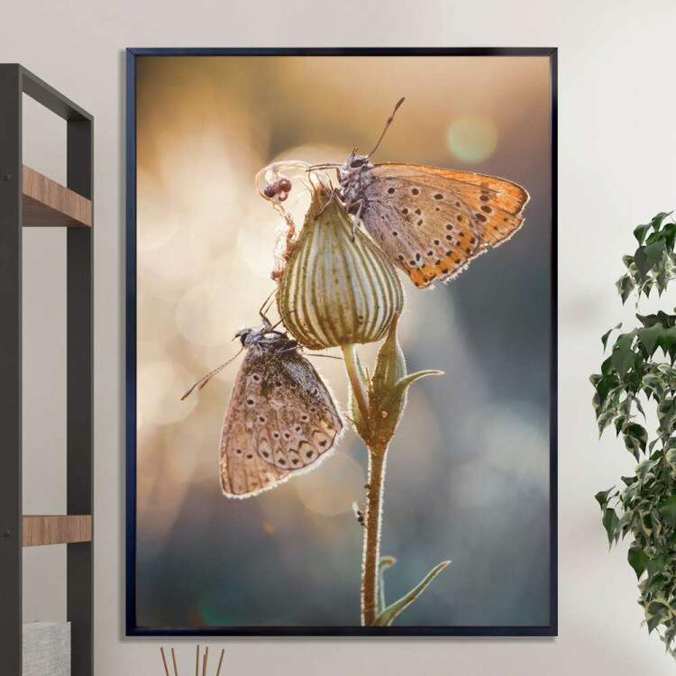 Quadro Decorativo Borboleta Lycaena hippothoe