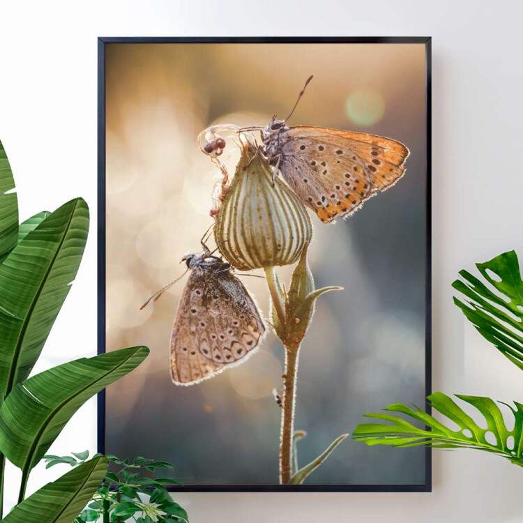 Quadro Decorativo Borboleta Lycaena hippothoe