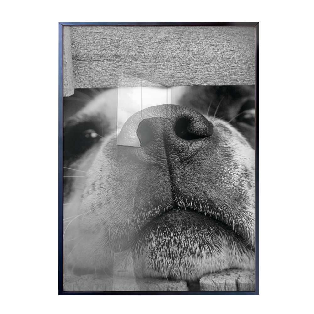 Quadro Decorativo Fucinho De Filhote Preto e Branco