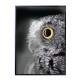 Quadro Decorativo Olhar De Coruja