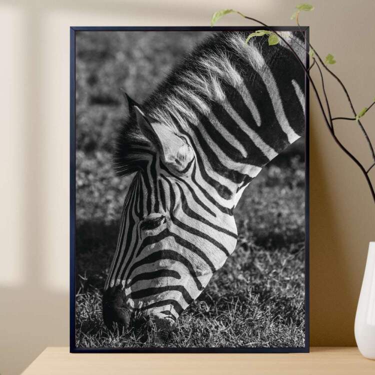 Quadro Decorativo Preto e Branco Zebra Comendo Grama