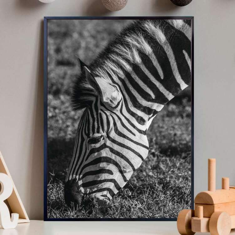 Quadro Decorativo Preto e Branco Zebra Comendo Grama