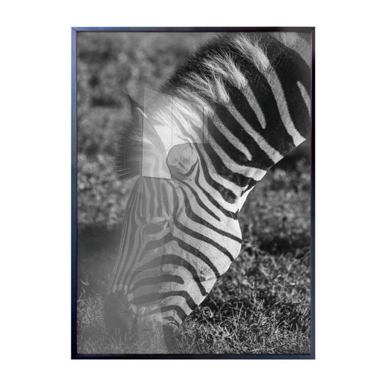 Quadro Decorativo Preto e Branco Zebra Comendo Grama