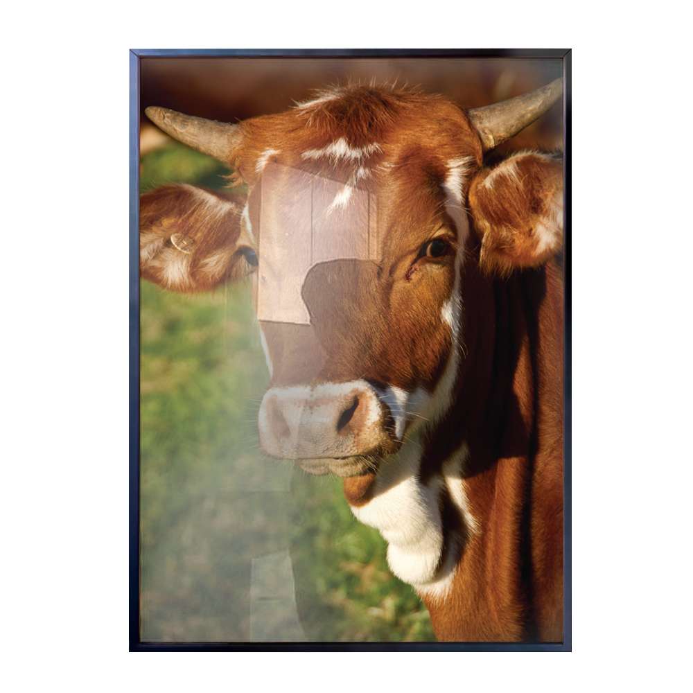 Quadro Decorativo Animais Vaca Marrom Com Branco