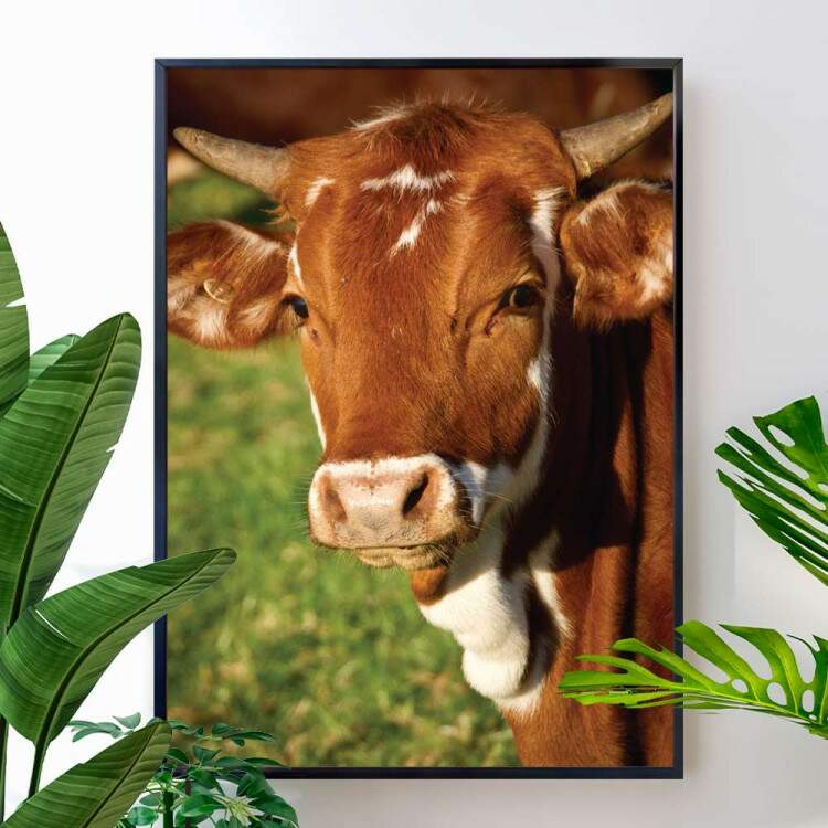 Quadro Decorativo Animais Vaca Marrom Com Branco