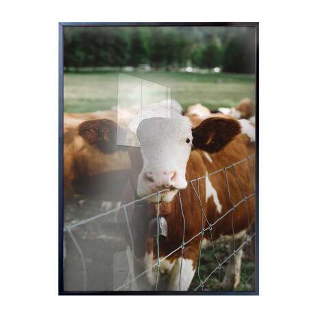 Quadro Decorativo Vacas Marrons No Pasto