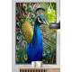 Quadro Decorativo Pav�o