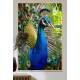 Quadro Decorativo Pav�o