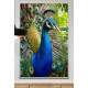 Quadro Decorativo Pav�o