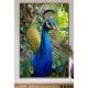 Quadro Decorativo Pav�o