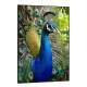 Quadro Decorativo Pav�o
