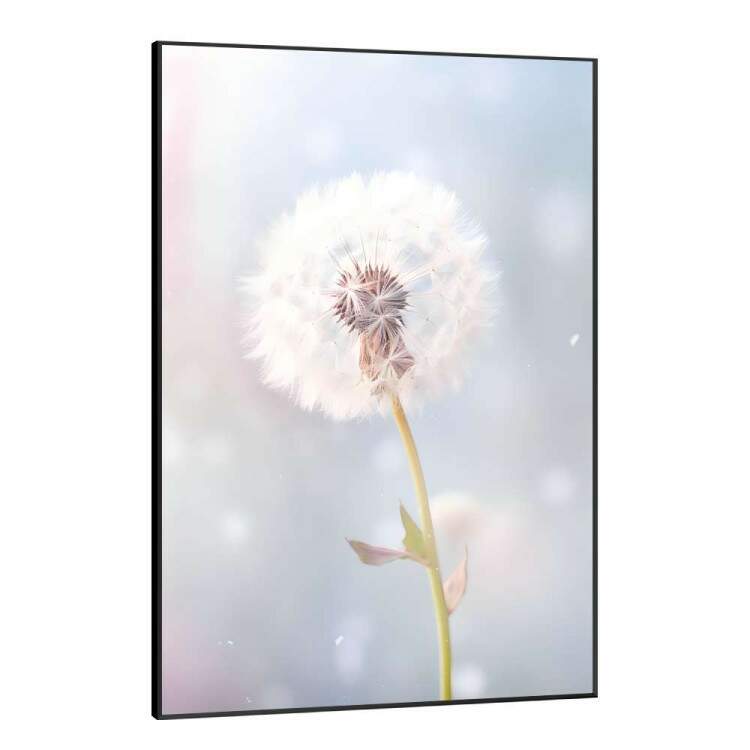 Quadro Decorativo Dente-de-Leo Tons de Rosa e Azul