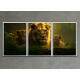 Kit 3 Quadros Decorativos Fam�lia Leonina na Selva