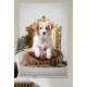 Quadro Decorativos de Animais Cachorro em Caminha Luxuosa