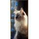 Adesivo de Porta Gato Ragdoll com Olhos Azuis