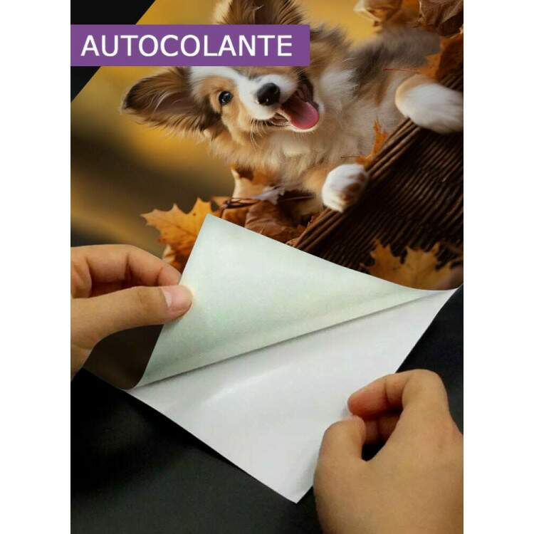 Adesivo para Notebook Filhote Collie Brincando em Folhas