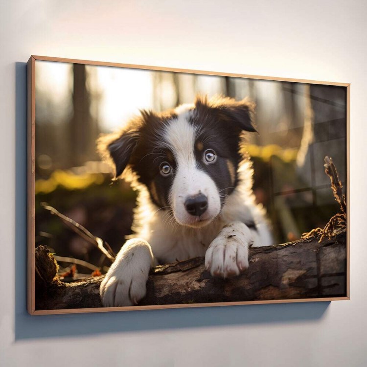 Quadro Decorativo Co Filhote Border Collie