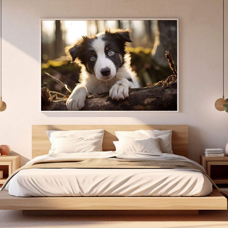 Quadro Decorativo Co Filhote Border Collie