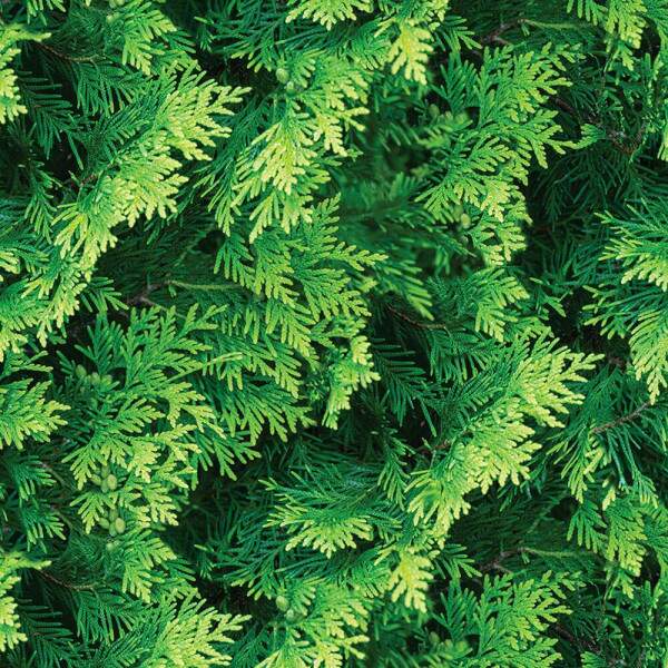 Papel de Parede Efeito Folhas Parede Verde