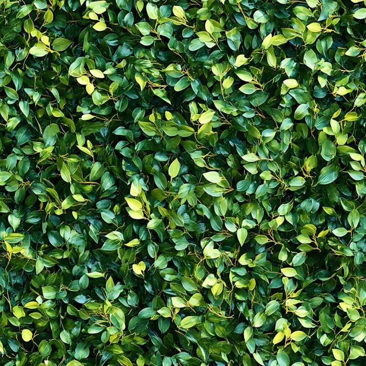 Papel de Parede Muro Verde com Folhas Pequenas