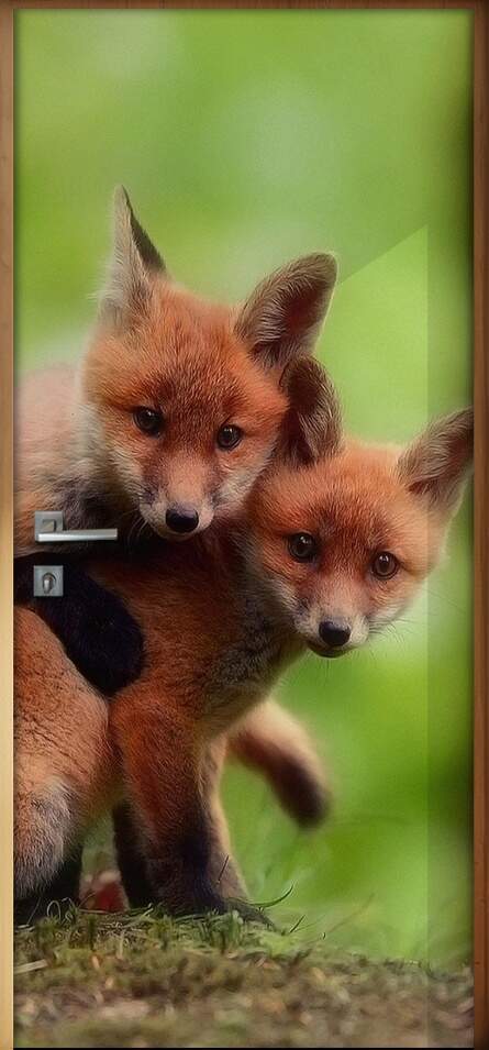 Adesivo Para Porta Animais Filhotes De Raposa