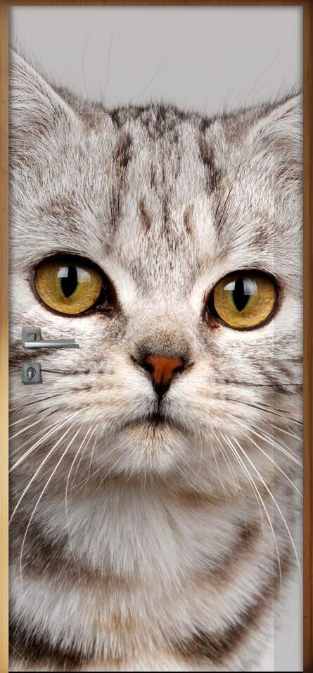 Adesivo Para Porta Animais Gatinho Com Olhos Castanhos
