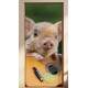 Adesivo Para Porta Animais Porquinho Com Viol�o