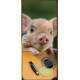 Adesivo Para Porta Animais Porquinho Com Viol�o