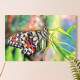 Placa decorativa Animais 11 Borboleta