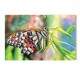 Placa decorativa Animais 11 Borboleta