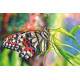 Placa decorativa Animais 11 Borboleta