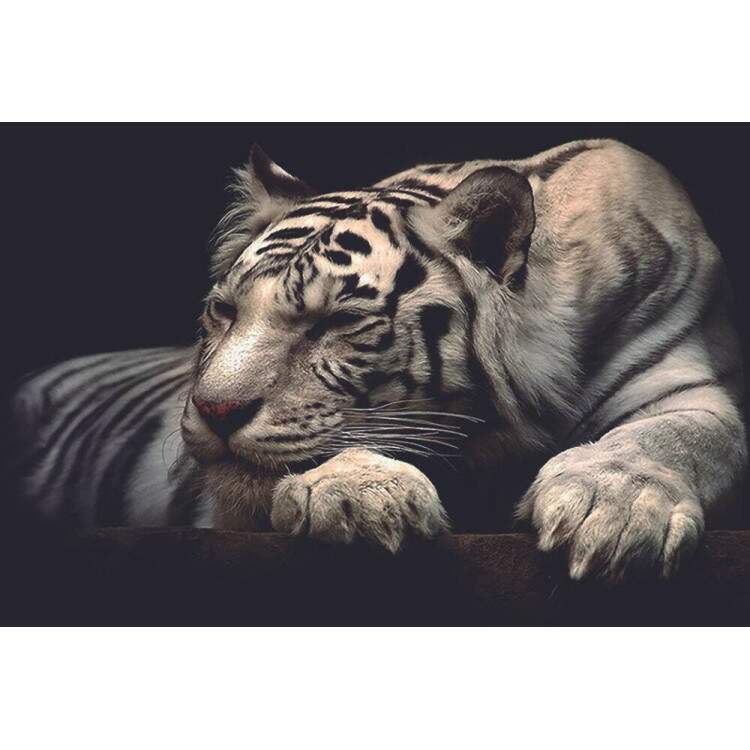 Placa decorativa Animais 22 Tigre Branco