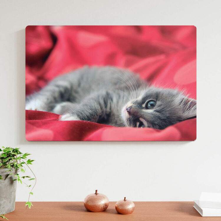 Placa decorativa Animais 30 Gatinho